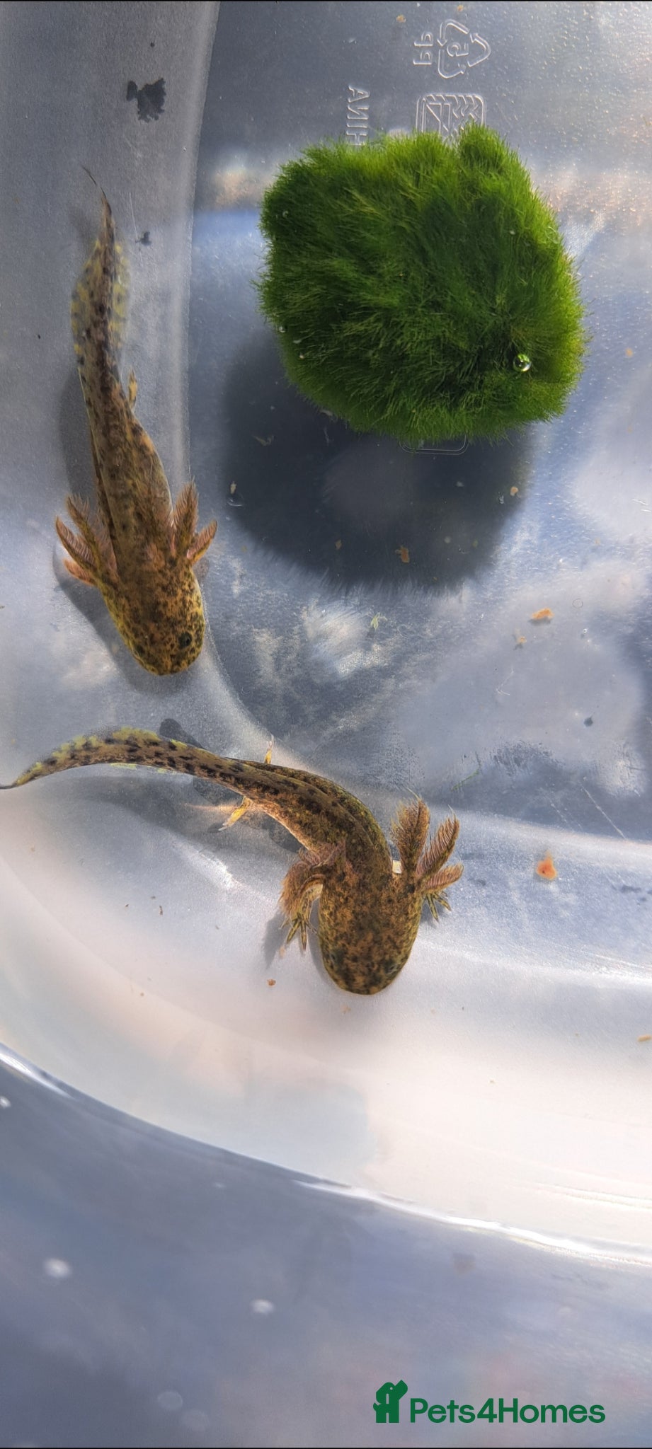 Axolotl reptiles Axolotl x 2 For Sale. £30 each - Advert 8