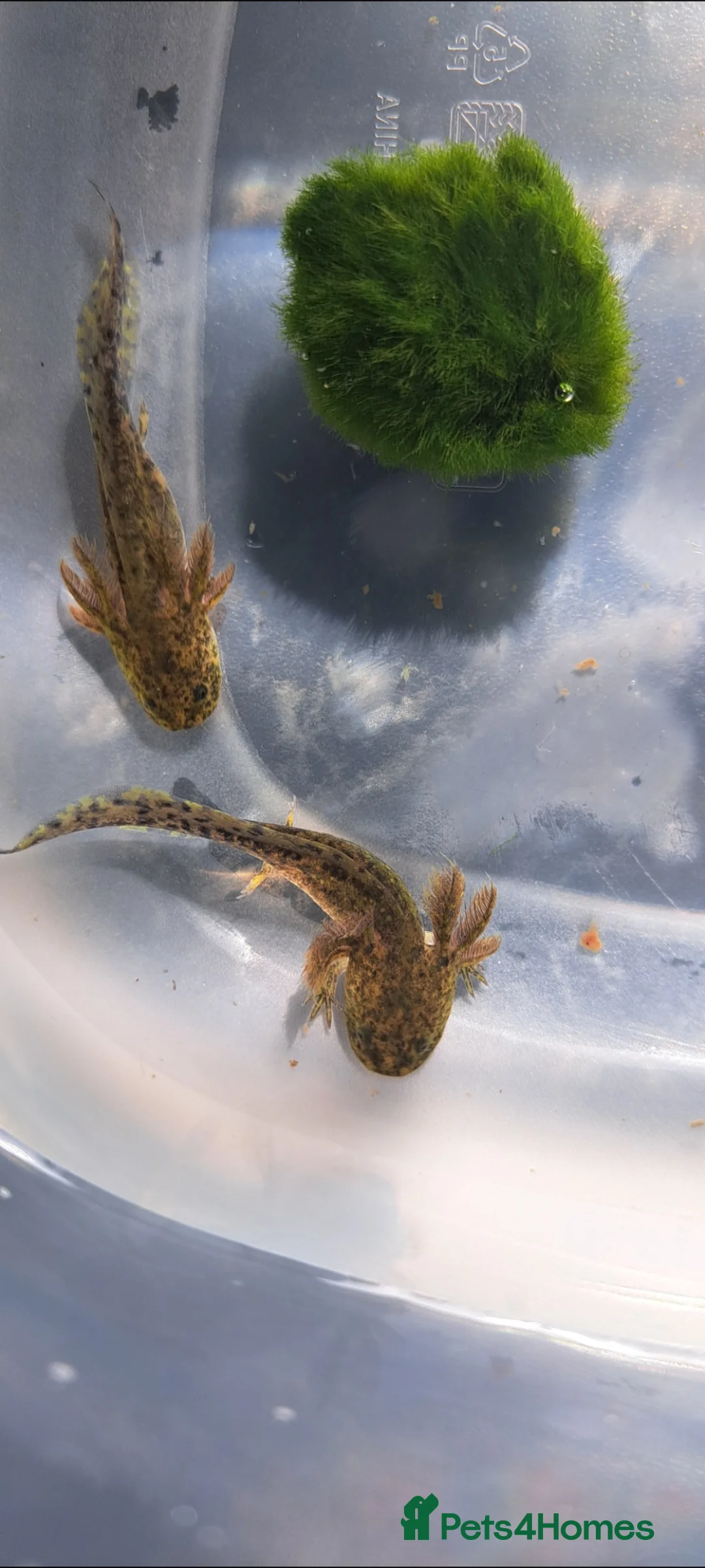 Axolotl reptiles for sale: Axolotl x 2 For Sale. £30 each - Advert 1