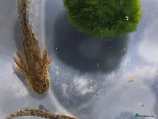 Axolotl reptiles Axolotl x 2 For Sale. £30 each - Advert 8