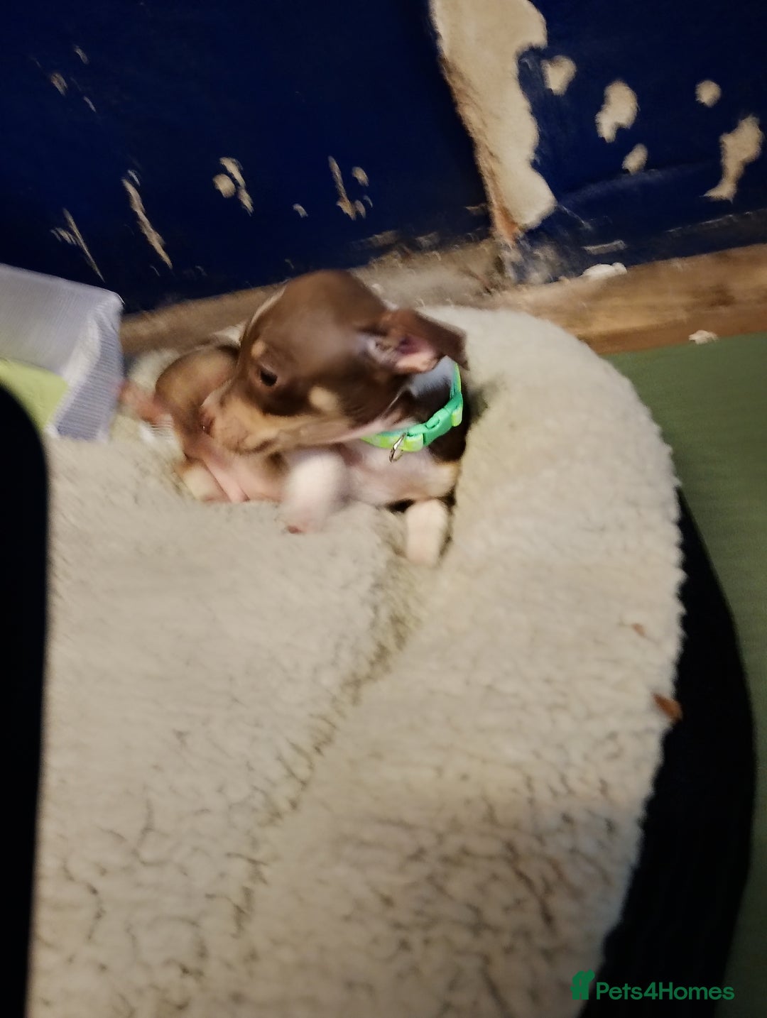 Mixed Breed dogs for sale: Four bueatuful pups forsale  - Advert 21