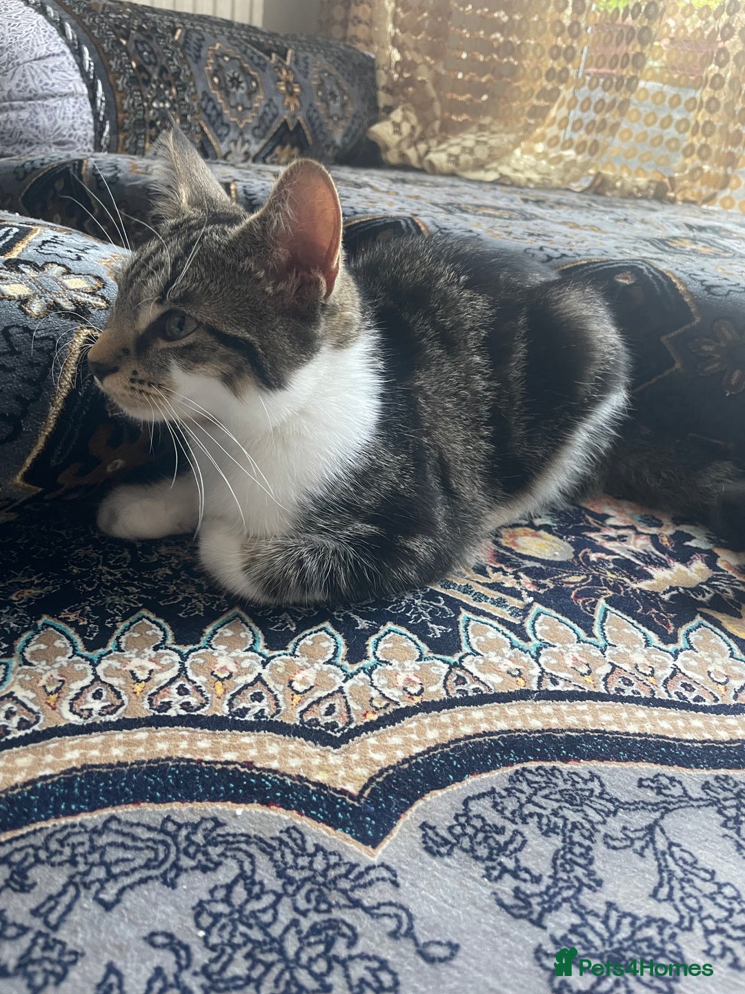 Domestic Shorthair cats for sale: Domestic shorthair kitten 4-5 month old  - Advert 6