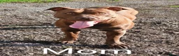 American Bull Staffy dogs for sale: American bull - Advert 2