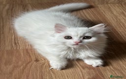 British Longhair cats for sale: Gorgeous British Longhair & Shorthair Kittens - Image 37