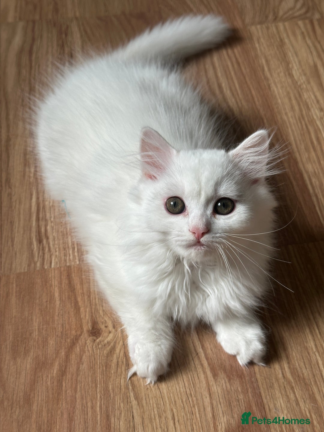 British Longhair cats for sale: Gorgeous British Longhair & Shorthair Kittens - Image 37