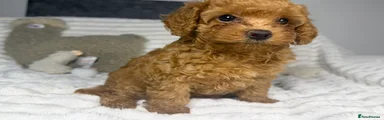 Toy Poodle Puppy 4