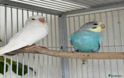 Budgerigars birds for sale: Young and adult unique colour budgies in London - Image 8
