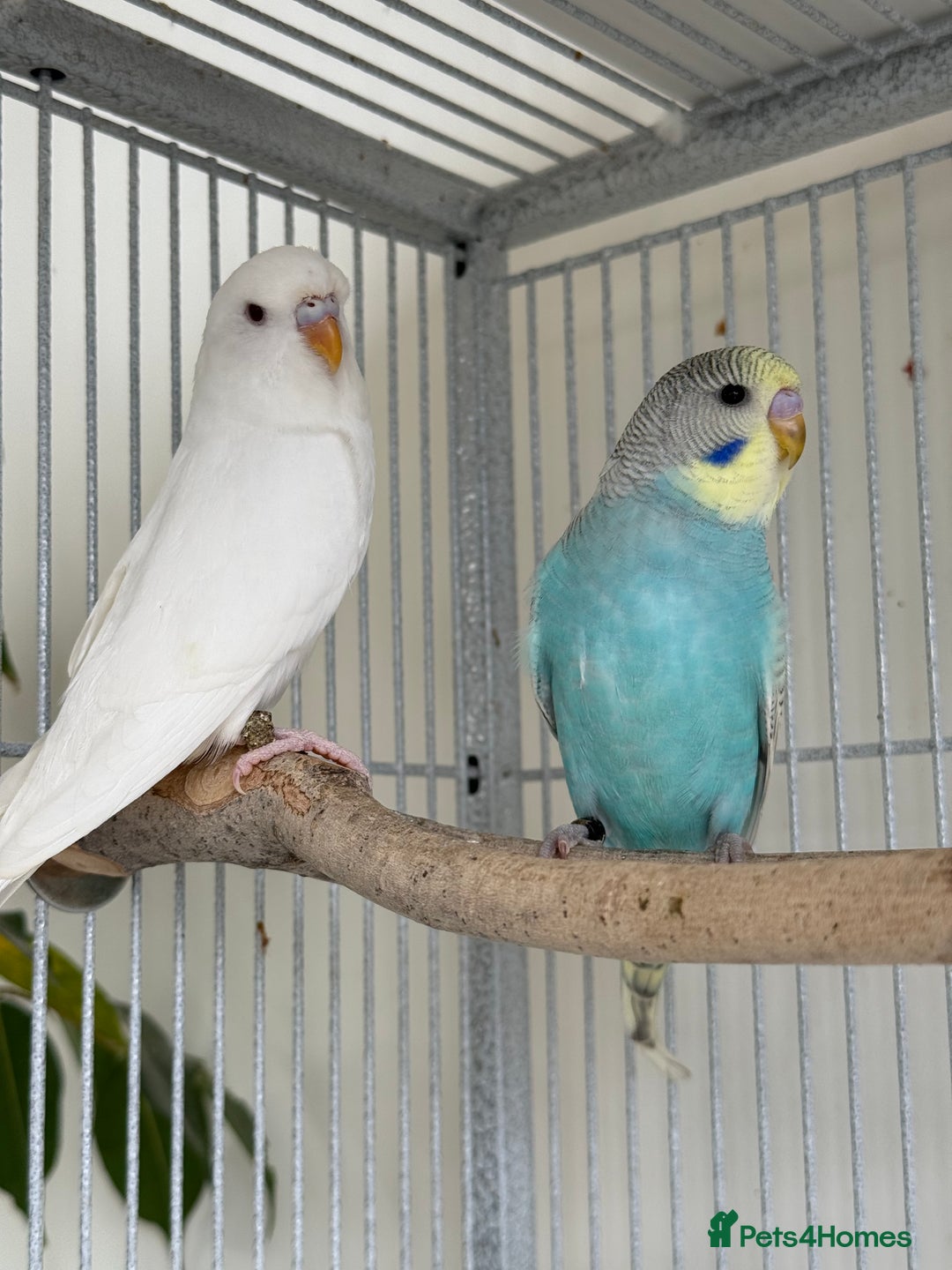 Budgerigars birds for sale: Young and adult unique colour budgies in London - Image 8
