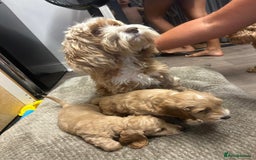 Cockapoo dogs for sale: 2 female cockapoos 7 weeks old - Image 6