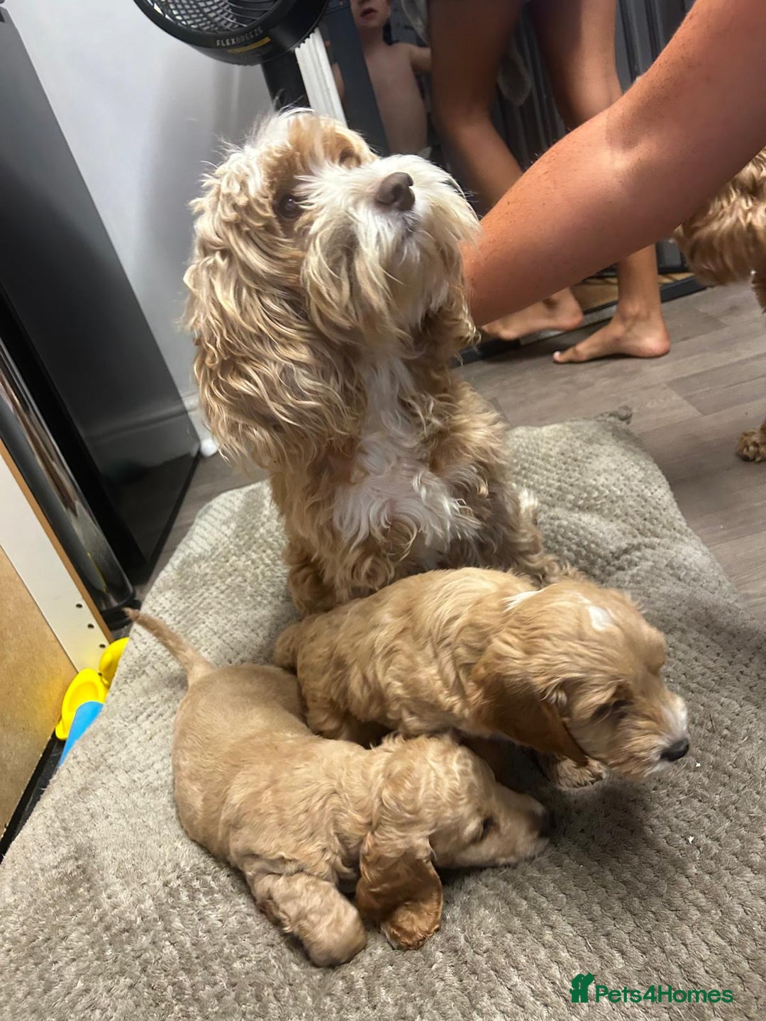 Cockapoo dogs for sale: 2 female cockapoos 7 weeks old - Image 6