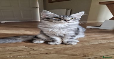 Maine Coon cats - Advert 3