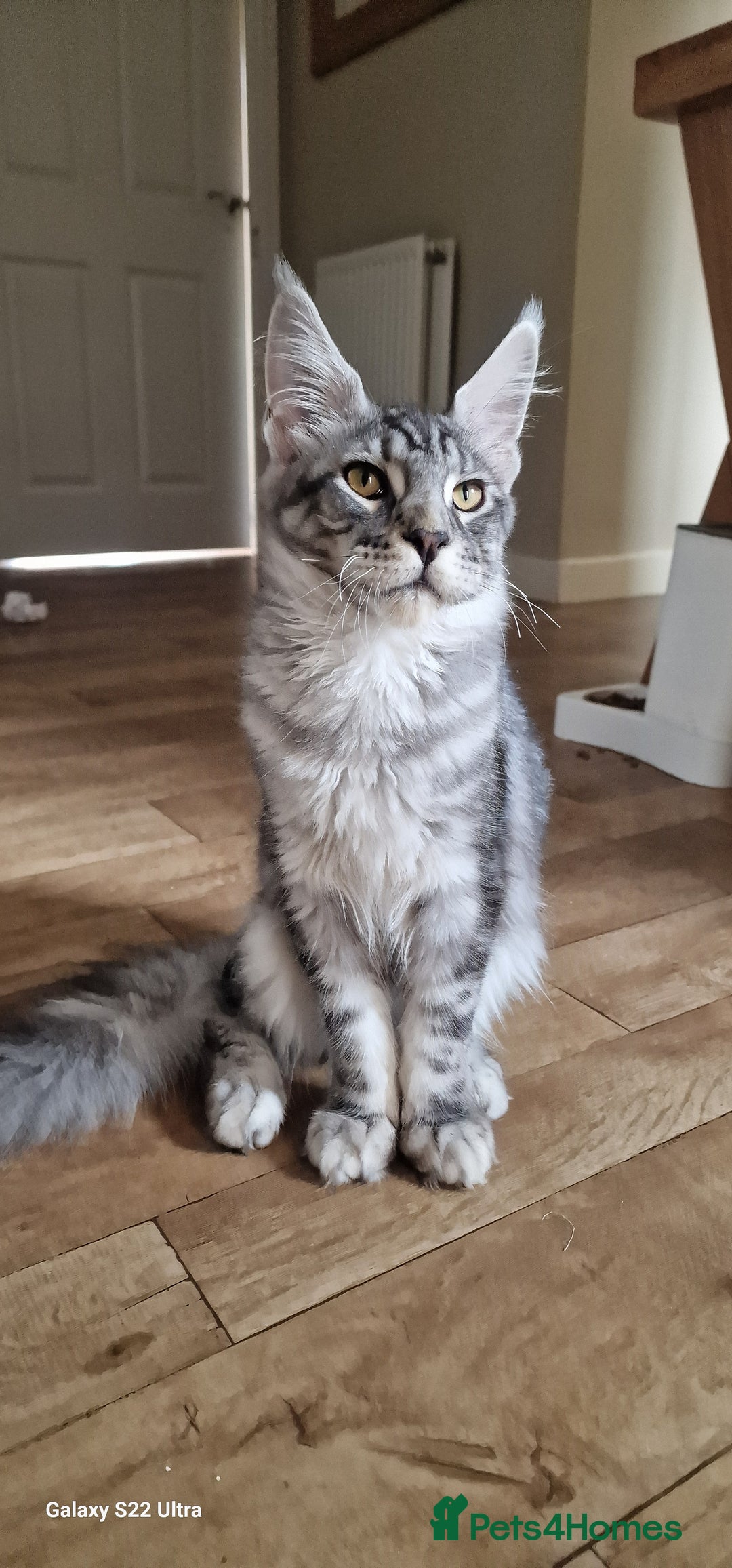Maine Coon cats for sale: Pure Maine coon👑 - Image 2