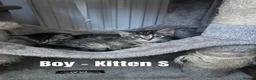 Mixed Breed cats for sale: Russian Blue Cross Kittens - 2 Boys - 1 Girl in Peterborough - Advert 2
