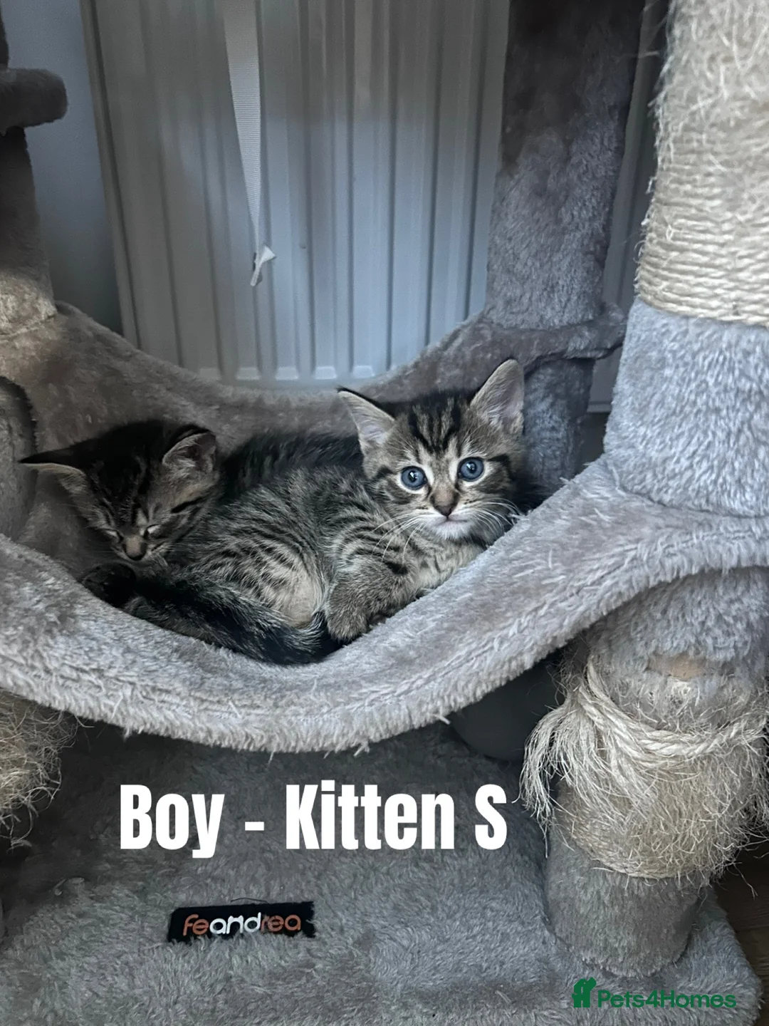 Mixed Breed cats for sale: Russian Blue Cross Kittens - 2 Boys - 1 Girl in Peterborough - Advert 2