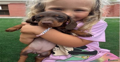 Miniature Dachshund dogs in Littleborough - Advert 3