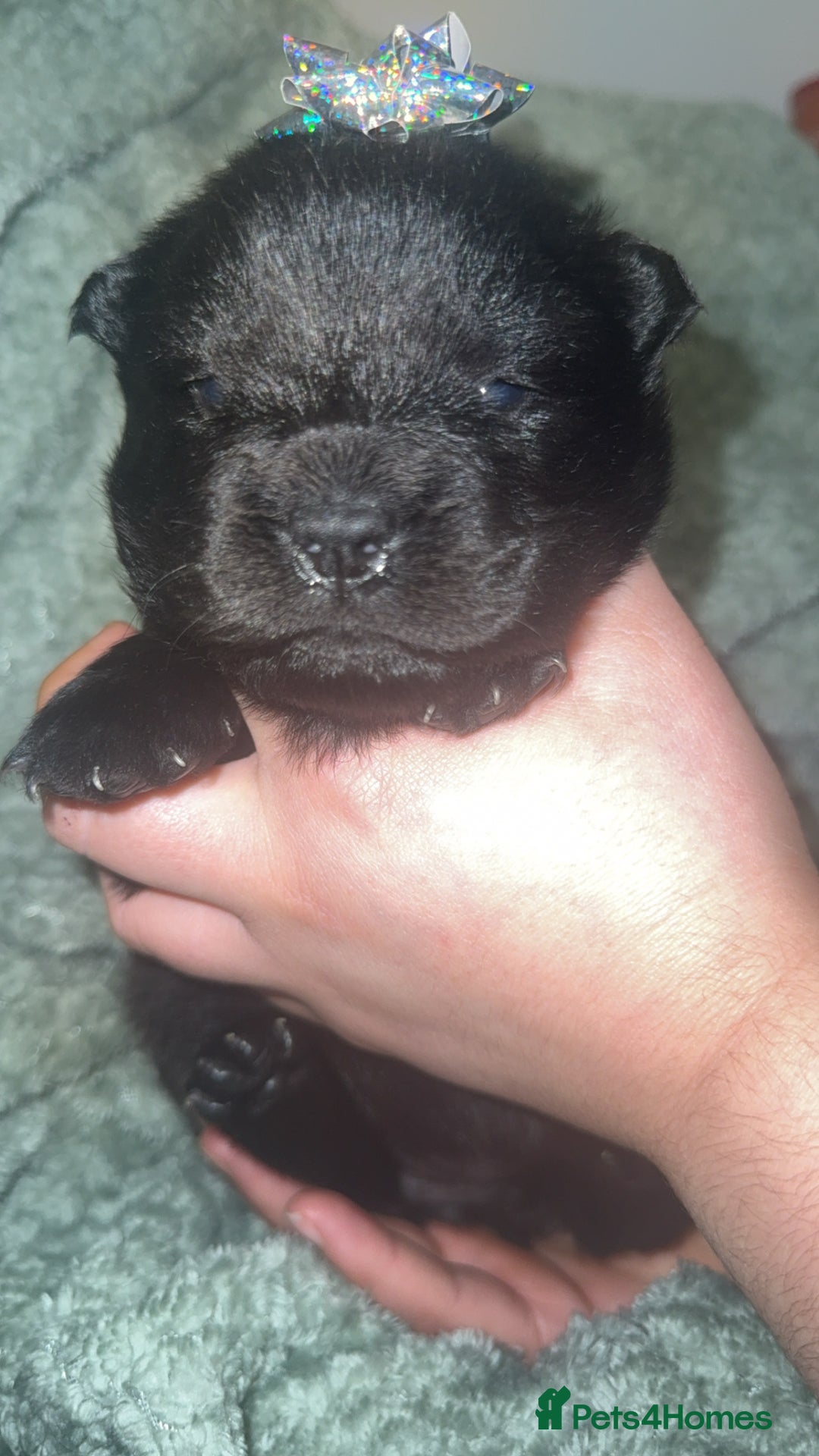 Chow Chow dogs for sale: Chow chow puppies  - Advert 29