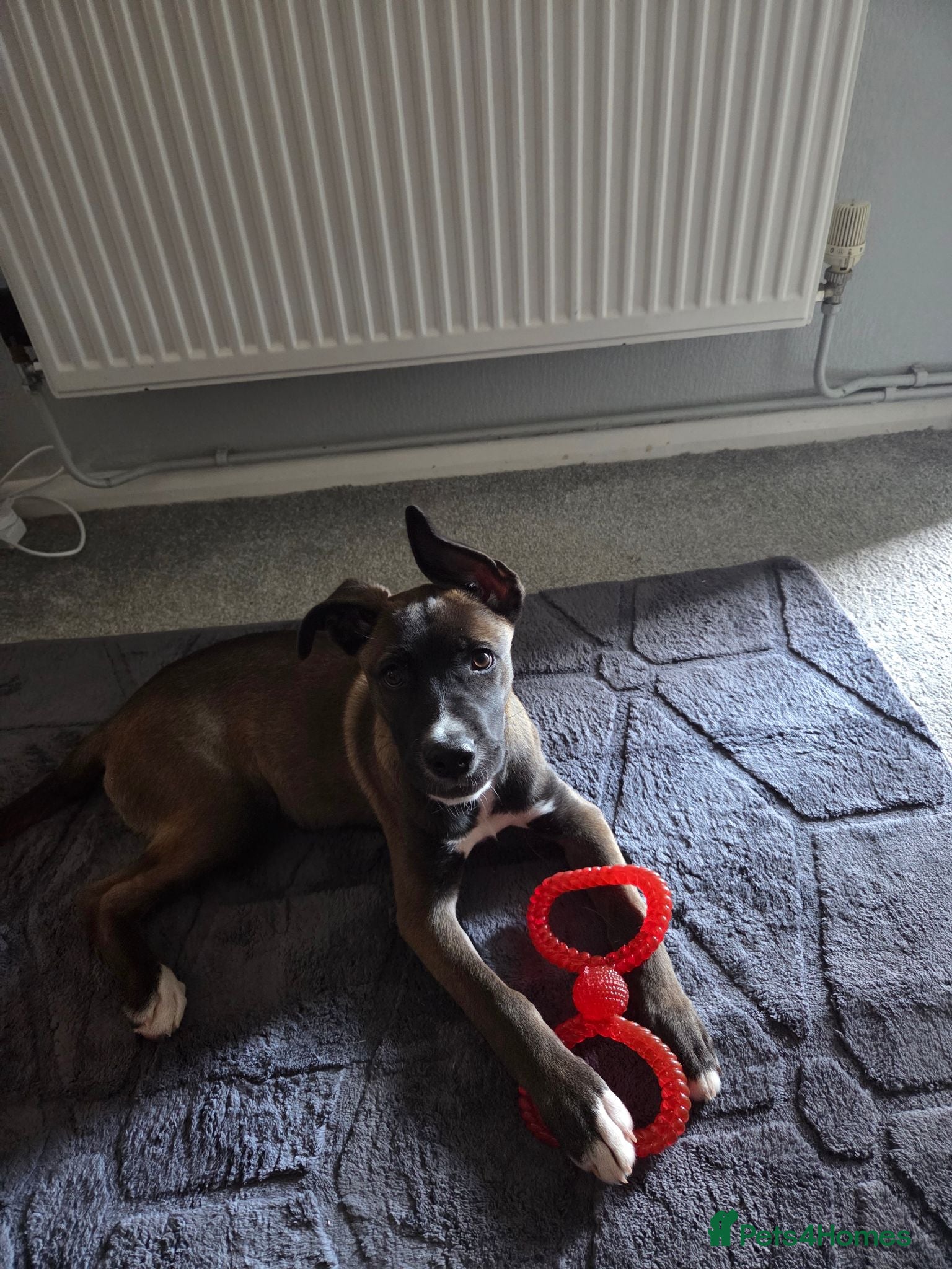 Mixed Breed dogs for sale: Beautiful cross husky x cane corso - Advert 1