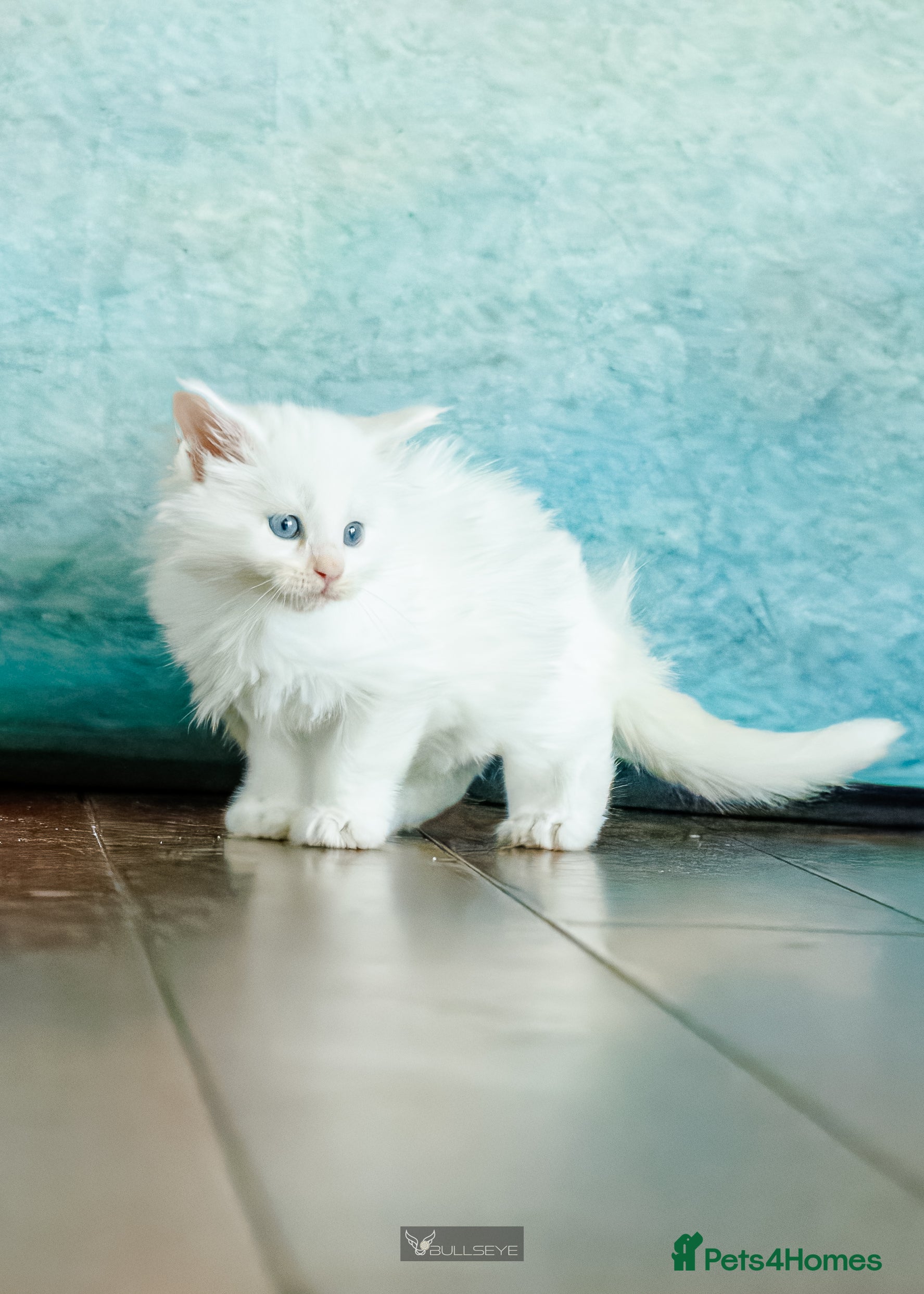 Maine Coon cats *all reserved * - Advert 5