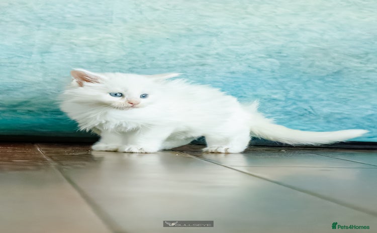 Maine Coon cats White Polydactyl boy / Russian import parents - Advert 15