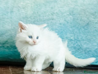 Maine Coon cats for sale: White Polydactyl boy / Russian import parents - Advert 1