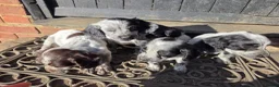 Cocker Spaniel dogs for sale: ❗️5 beautiful cocker spaniel puppies❗️🥰 - Advert 19
