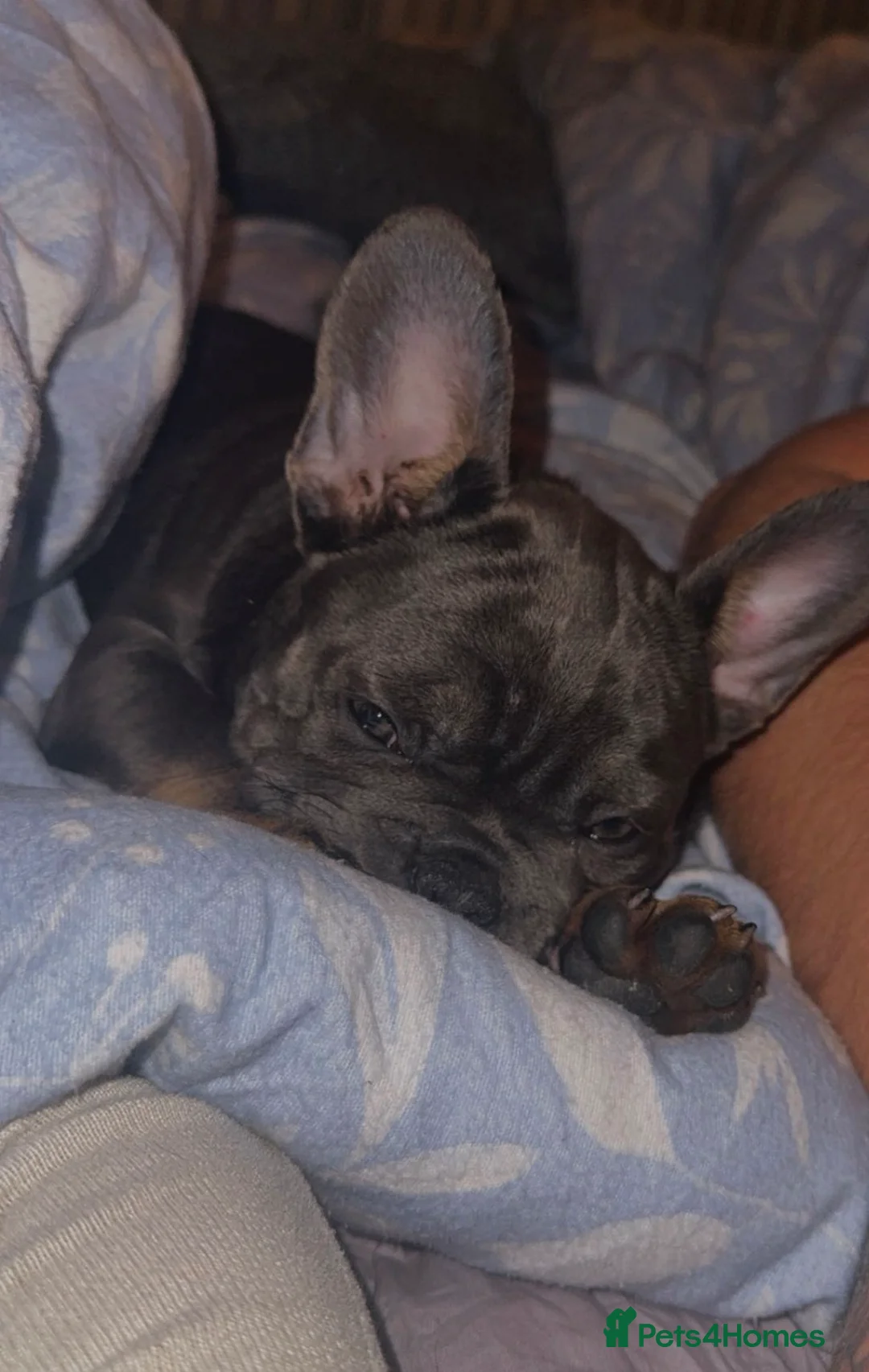 French Bulldog dogs for sale: Bella 🎀 - Advert 2