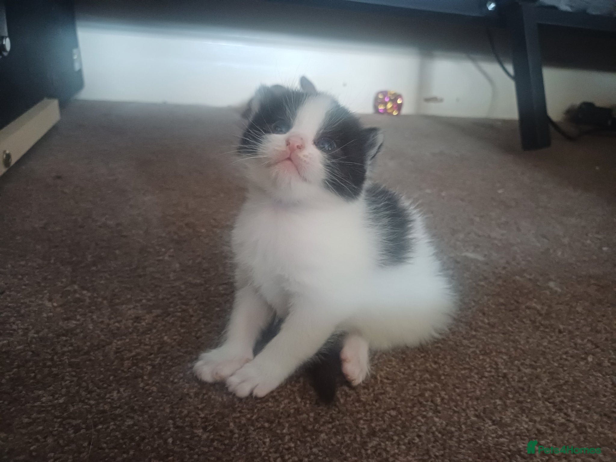 Mixed Breed cats for sale: 2 kittens in Keith - Advert 6