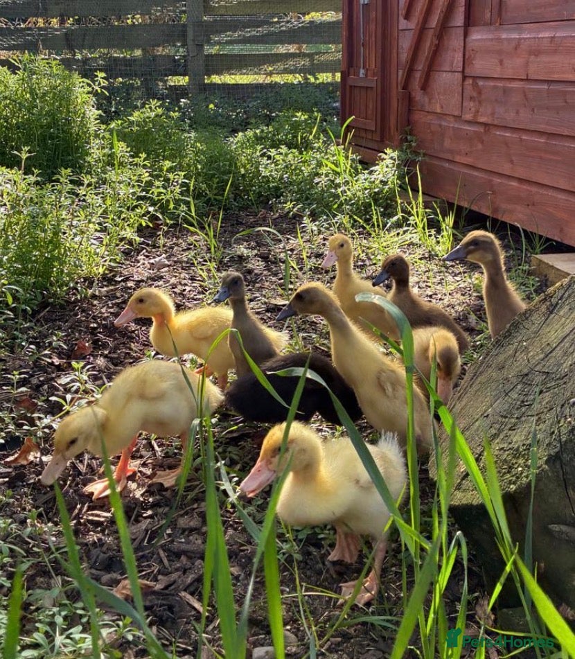 Ducks poultry Ducklings X Indian Runners  Sexed  - Advert 9