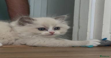 Ragdoll cats - Advert 9