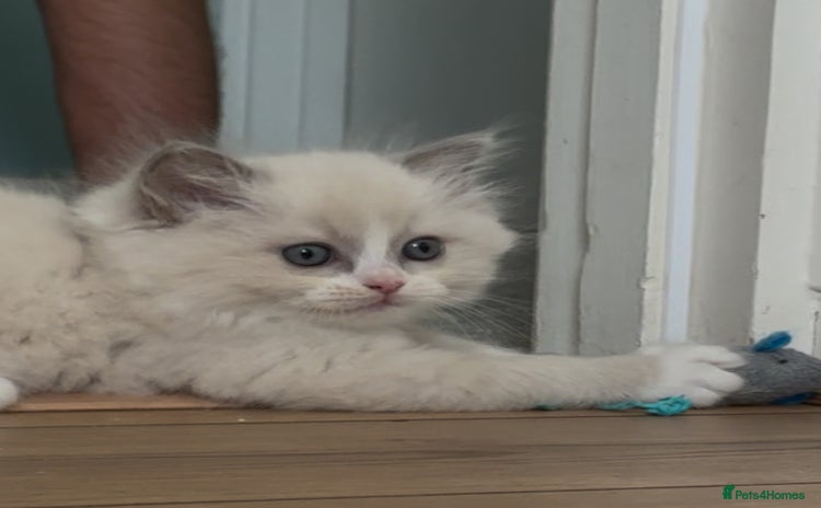 Ragdoll cats - Advert 3