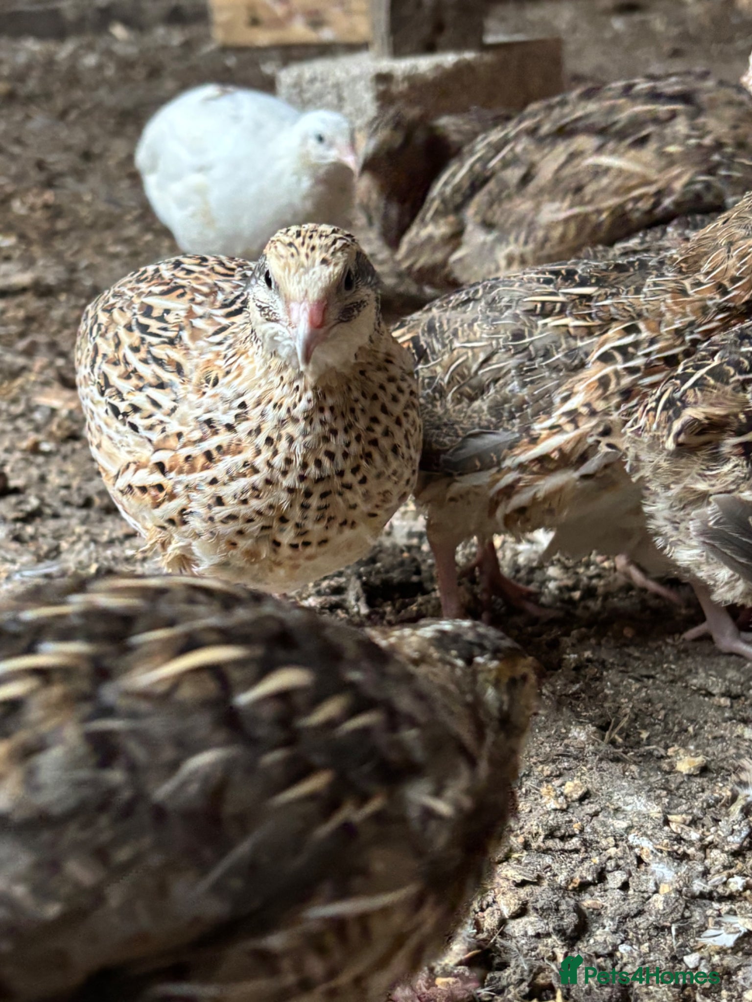 Quail poultry for sale: Quail for sale 10£  - Advert 4