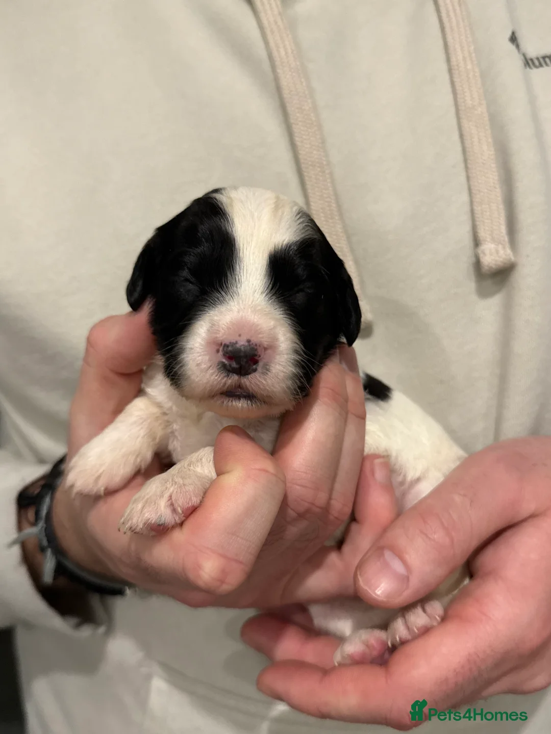 Sprocker dogs for sale: Sprocker pups looking for their forever home 🐶💕 - Advert 6