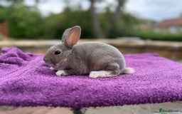 Rex rabbits for sale: Purebred Mini Rex - Image 4