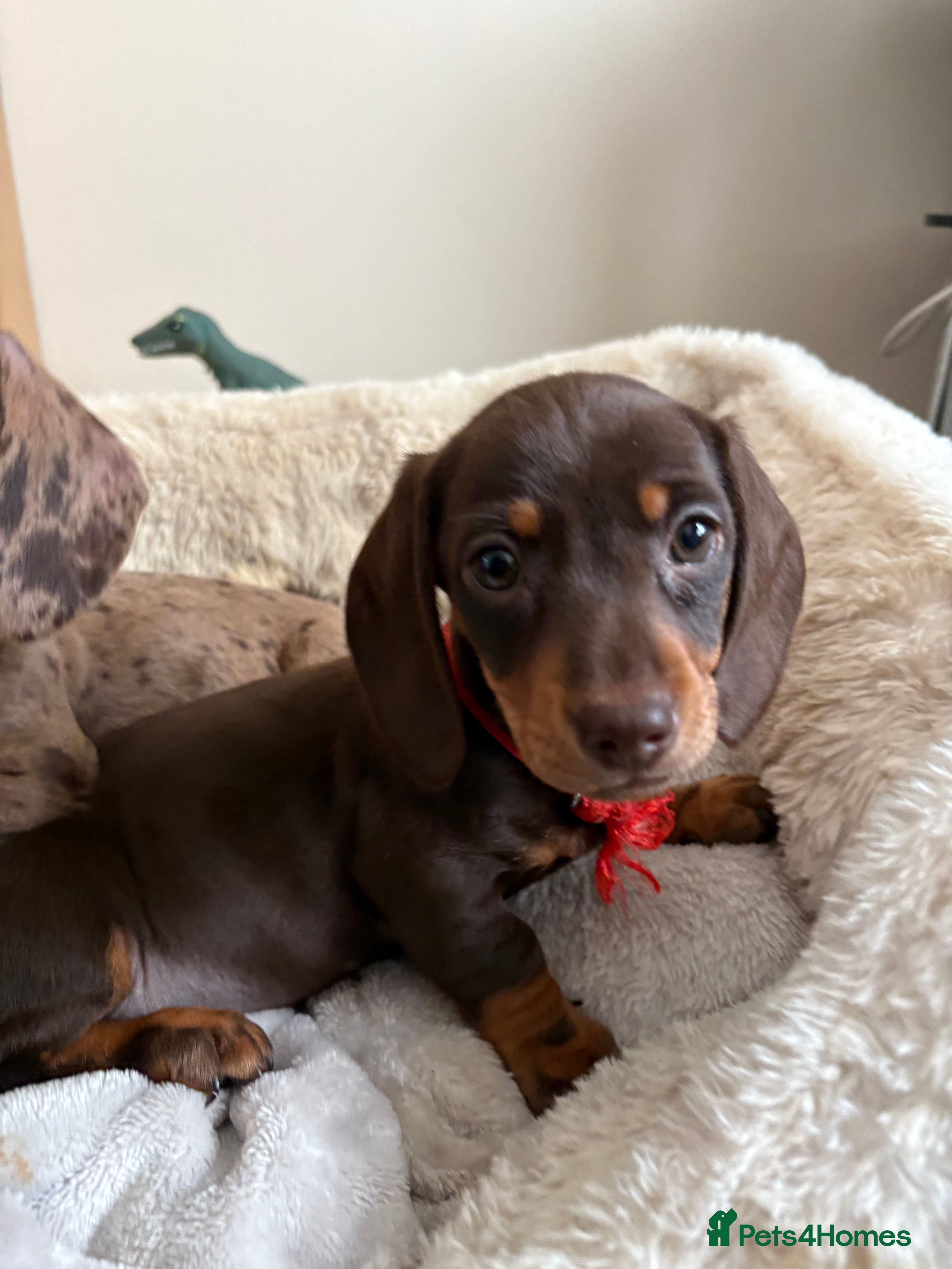 Miniature Dachshund dogs READY 🐶🤎Beautiful miniature dachshunds  - Advert 18