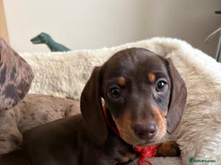 Miniature Dachshund dogs READY 🐶🤎Beautiful miniature dachshunds - Advert 18