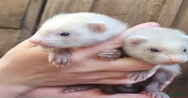 Ferret rodents - Advert 8