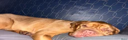 Dogue De Bordeaux dogs for sale: Quality Dogue De Bordeaux puppy’s  - Advert 6