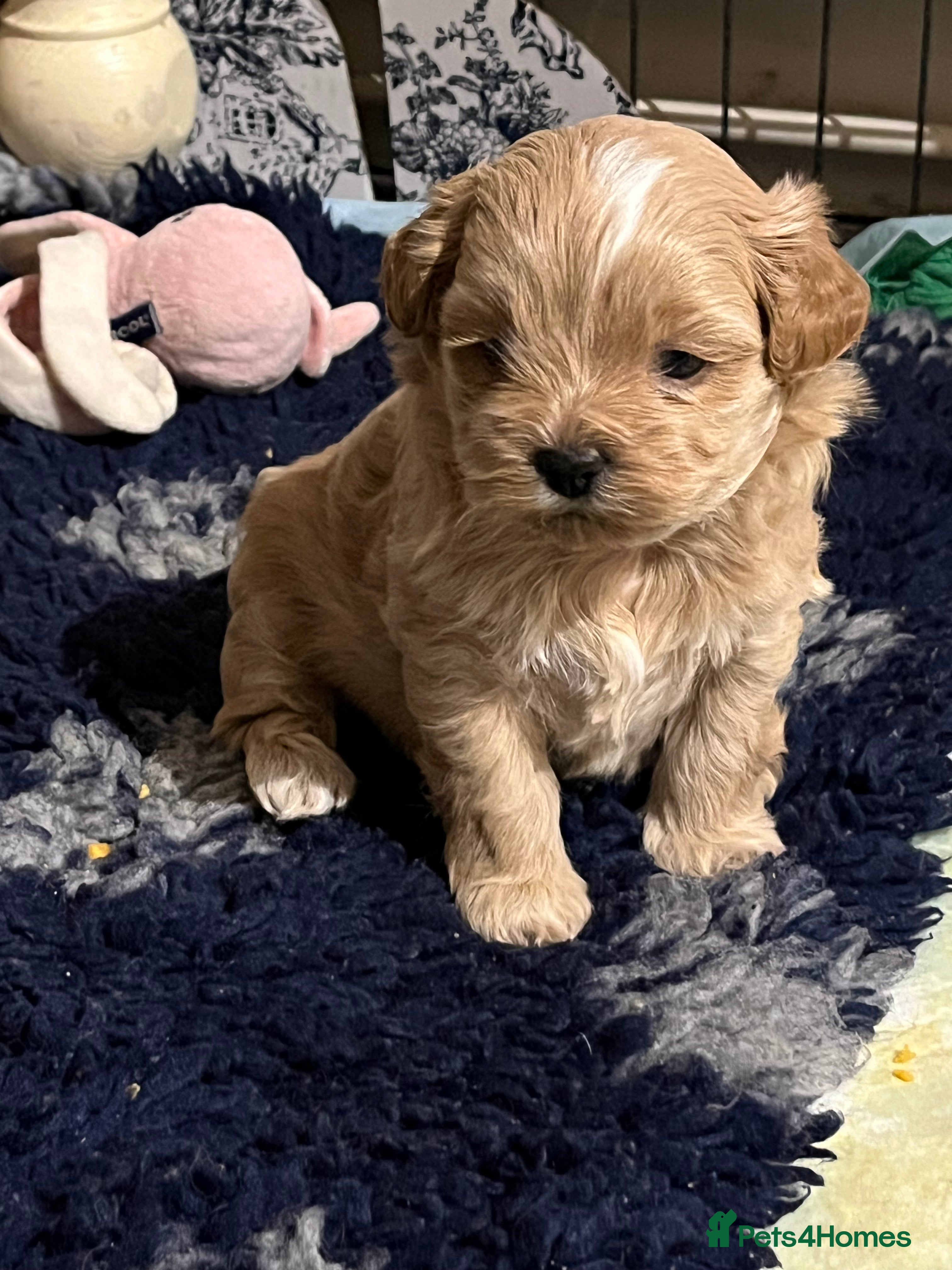 Shihpoo dogs Stunning Shih poo puppies  - Advert 3