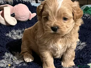 Shihpoo dogs Stunning Shih poo puppies - Advert 3