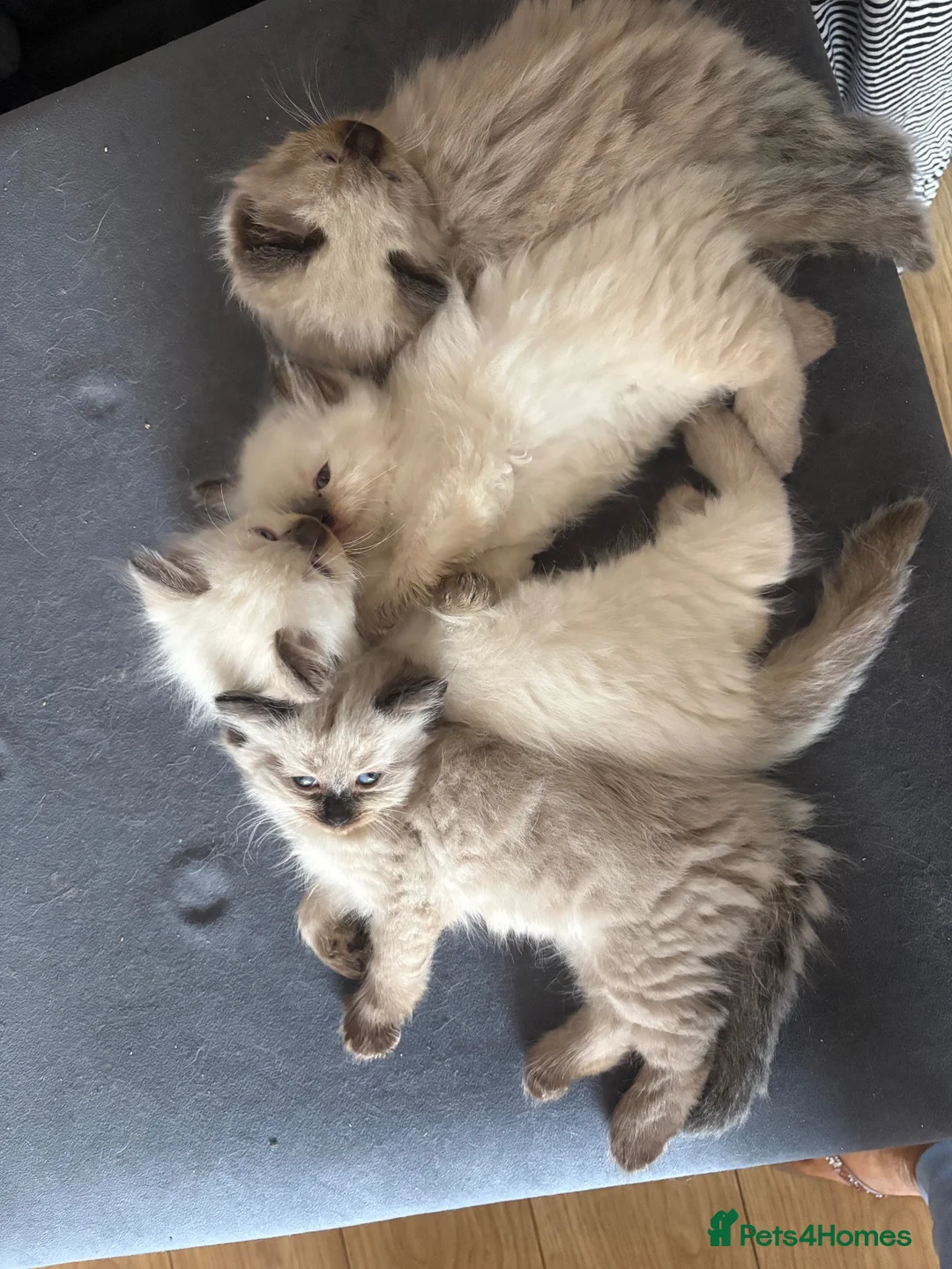 Ragdoll cats for sale: Beautiful fluffy ragdoll kittens - Advert 1