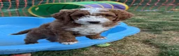 Mixed Breed dogs for sale: 🐶❤️Australian double doodles❤️🐶Waiting list - Advert 13