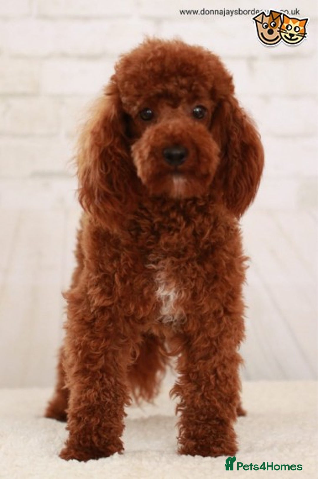 Poodle dogs for stud: Donnajays 5* PROVEN, HEALTH TESTED & PROFESSIONAL in Stafford - Advert 2