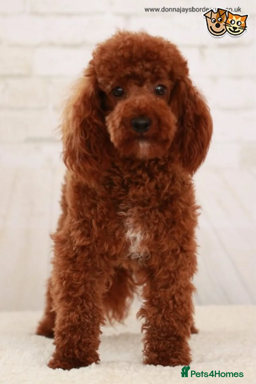 Poodle dogs for stud: Donnajays 5* PROVEN, HEALTH TESTED & PROFESSIONAL in Stafford - Advert 2
