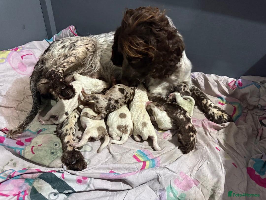 Cocker Spaniel dogs for sale: Cocker pups  - Advert 2
