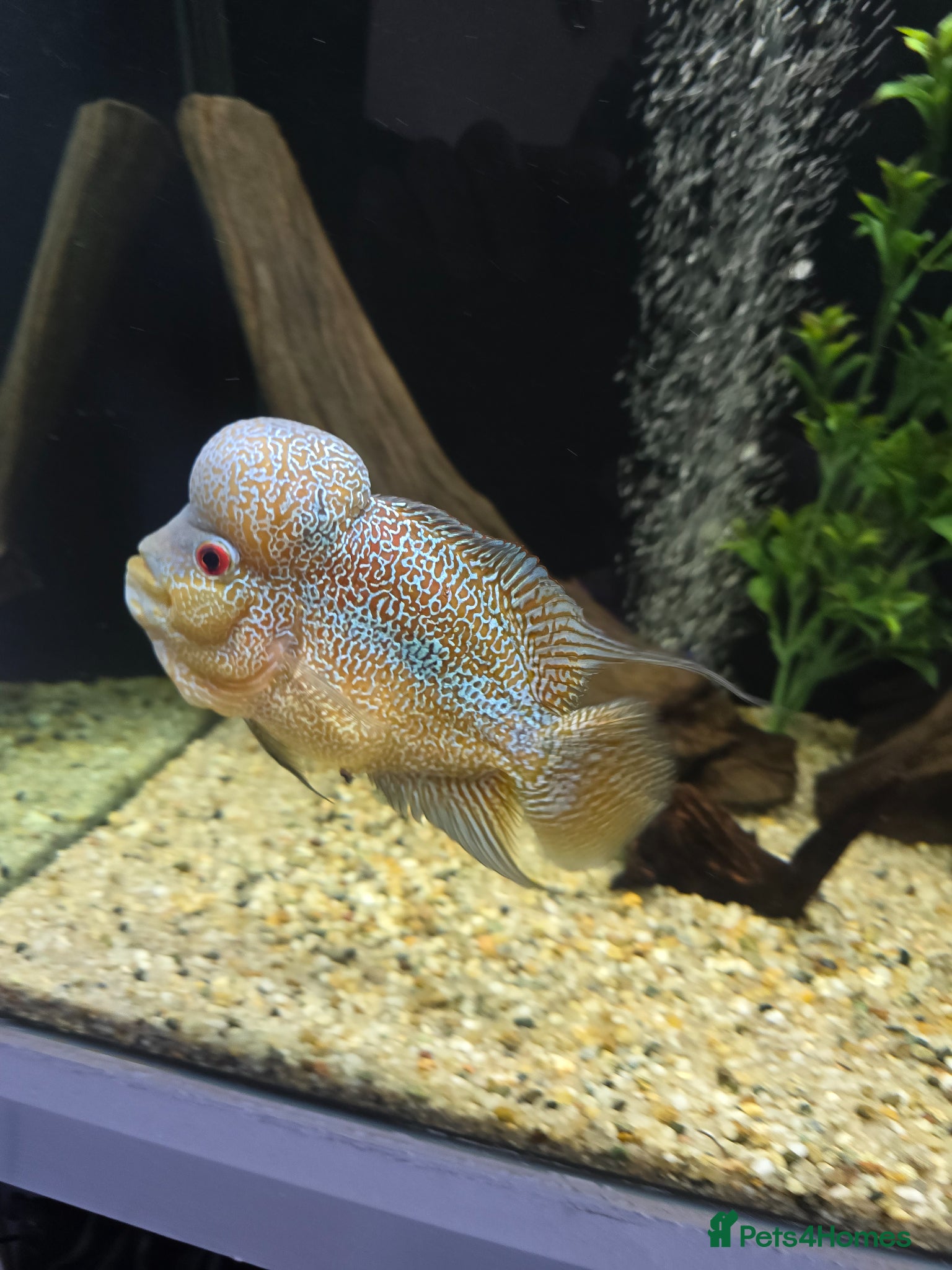 Cichlids fish Zhen zhu thick pearl flowerhorn  - Advert 18