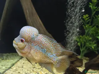 Cichlids fish Zhen zhu thick pearl flowerhorn - Advert 1