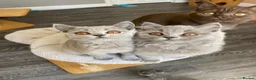 British Shorthair cats for sale: Blue female blue longhair male  - Advert 8