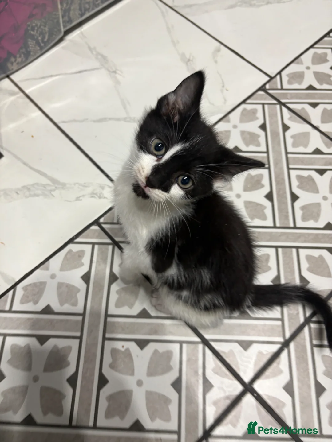 Mixed Breed cats for sale: *Ready to leave* black and white kitten - Advert 1
