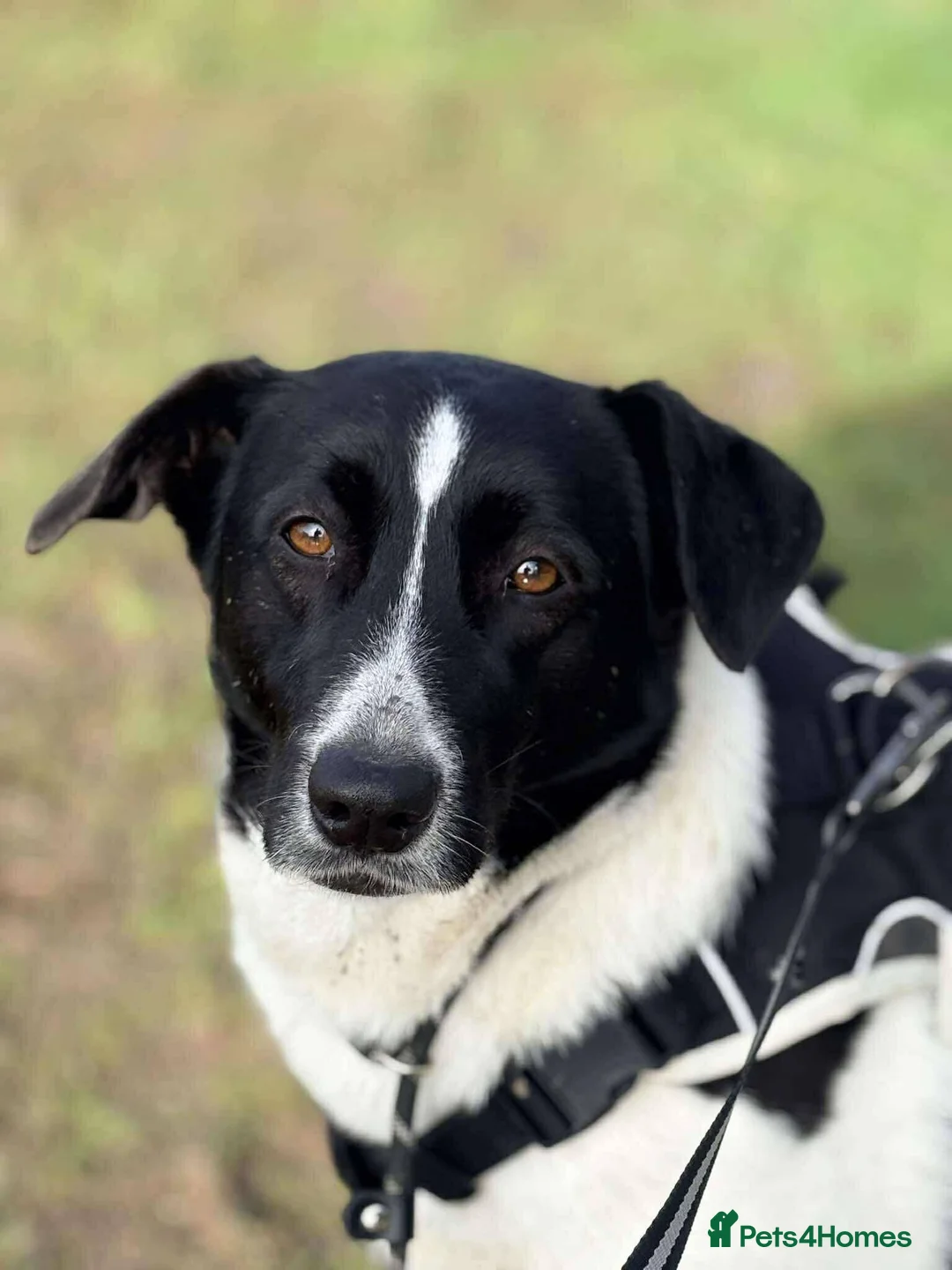 Mixed Breed dogs for adoption: Meet Coco, currently residing in Essex in Frinton-on-Sea - Advert 7