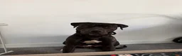 Mixed Breed dogs for sale: Cane Corso x Staffy in Mexborough - Advert 6