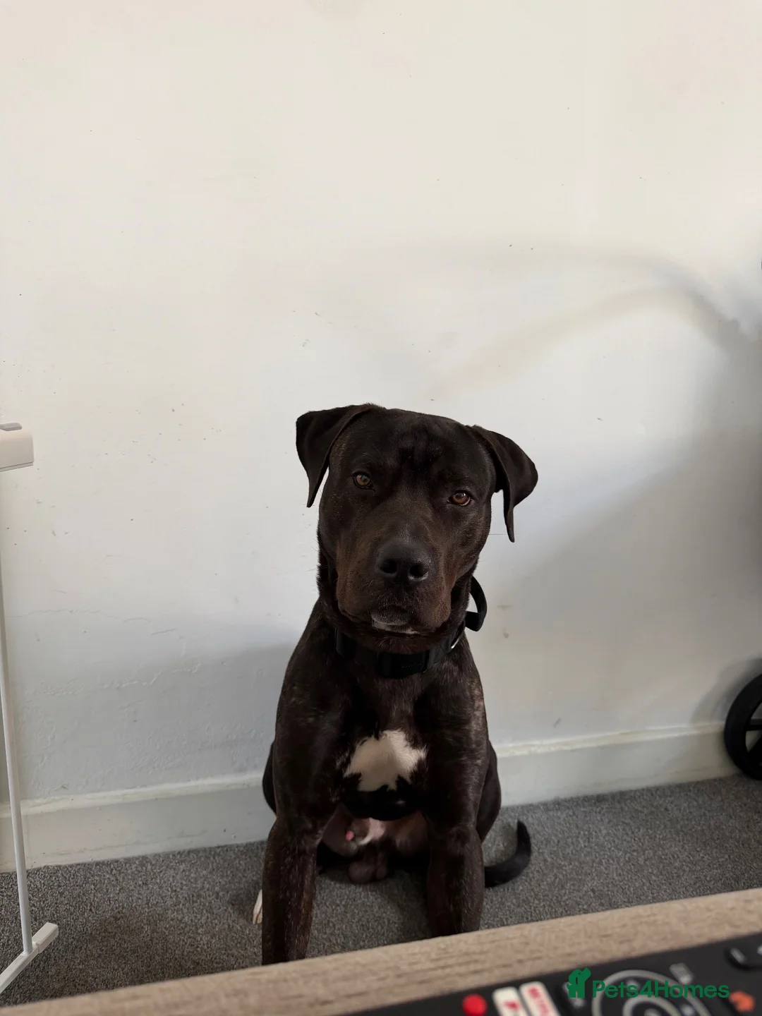 Mixed Breed dogs for sale: Cane Corso x Staffy in Mexborough - Advert 6